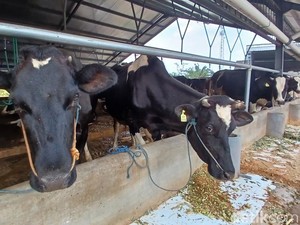 Peternak Tak Yakin Target Impor Sapi Perah 250 Ribu Ekor Tercapai