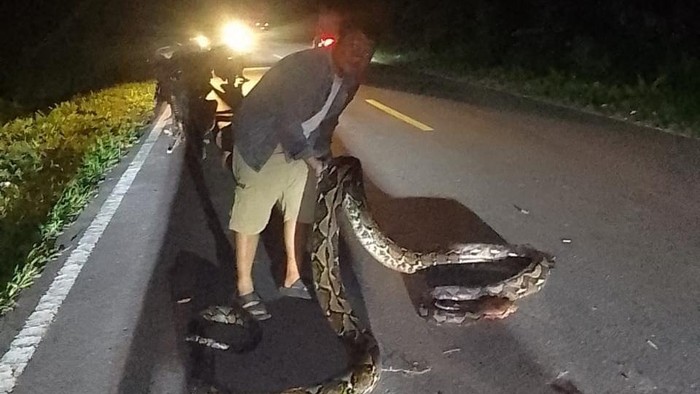 Warga di Bolaang Mongondow Selatan menangkap ular piton 7 meter di jalan.