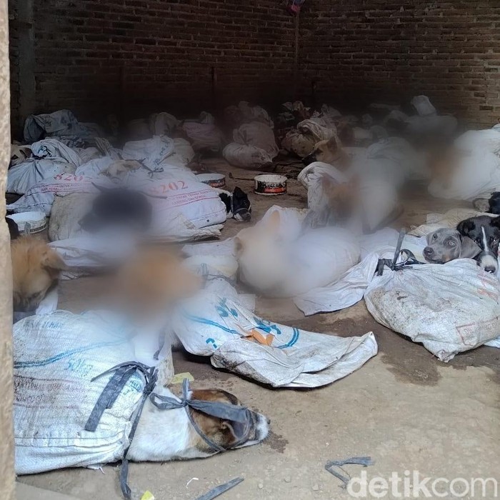 anjing yang dikurung di rumah banyuwangi