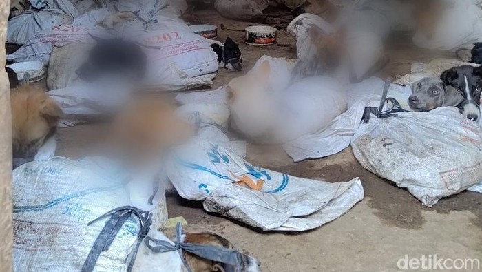 anjing yang dikurung di rumah banyuwangi