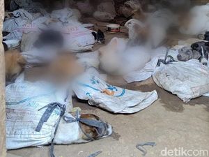 Detik-detik Penggerebekan Penampungan Puluhan Anjing di Banyuwangi