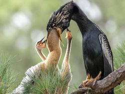 Karya Jawara Kontes Foto Close-Up Bikin Takjub
