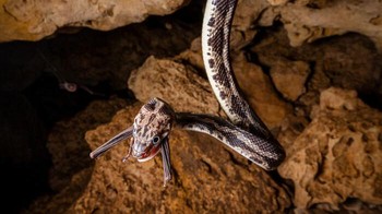 Ular Memangsa Kelelawar karya Bernhard Schubert. Foto: Close-up Photographer of the Year