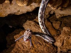 Karya Jawara Kontes Foto Close-Up Bikin Takjub