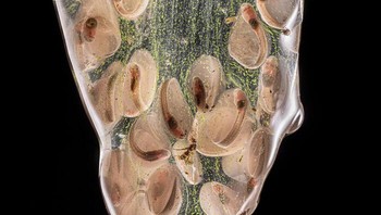 Telur ikan oleh Igor Mikula Foto: Close-up Photographer of the Year