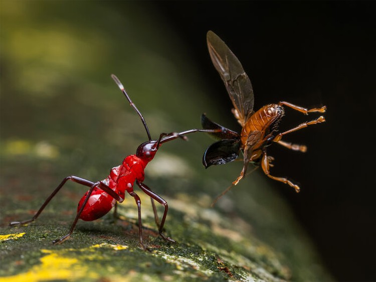 Close-up Photographer of the Year 2024