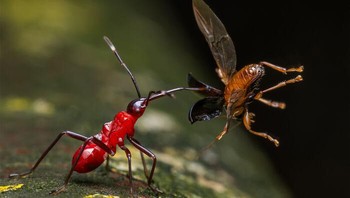 Ditombak karya Justin Chan Foto: Close-up Photographer of the Year