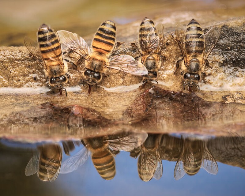 Close-up Photographer of the Year 2024