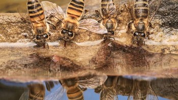 Kuartet Watering Hole karya Jose Madrigal Foto: Close-up Photographer of the Year