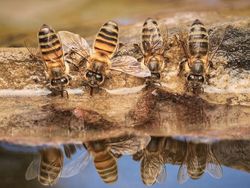 Karya Jawara Kontes Foto Close-Up Bikin Takjub