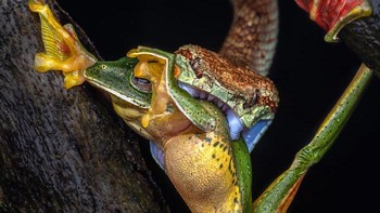 Pertarungan Terakhir karya Pavan Kumar TS Foto: Close-up Photographer of the Year