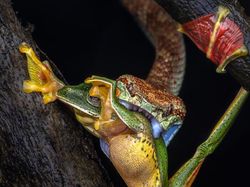 Karya Jawara Kontes Foto Close-Up Bikin Takjub