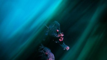 Kuda Laut Perut Buncit karya Daniel Sly Foto: Close-up Photographer of the Year