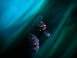 Karya Jawara Kontes Foto Close-Up Bikin Takjub