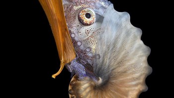Nautilus karya Luis Arpa Foto: Close-up Photographer of the Year
