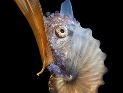 Karya Jawara Kontes Foto Close-Up Bikin Takjub