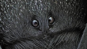 Eresus Walckenaeri karya Aris-Kolokontes Foto: Close-up Photographer of the Year