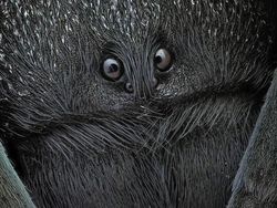 Karya Jawara Kontes Foto Close-Up Bikin Takjub