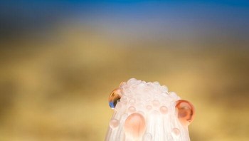 Stemonitis-Dan-Siput karya Petter Lilleengen Foto: Close-up Photographer of the Year