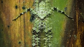 Kamuflase Pemburu Laba-laba karya David Möhnle Foto: Close-up Photographer of the Year