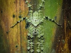 Karya Jawara Kontes Foto Close-Up Bikin Takjub