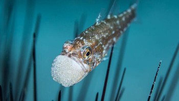 Ikan Kardinal karya Laszlo Foldi Foto: Close-up Photographer of the Year