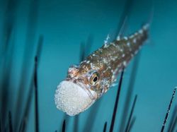 Karya Jawara Kontes Foto Close-Up Bikin Takjub