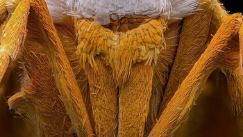 Ngengat Botyodes karya Raghuram Annadana Foto: Close-up Photographer of the Year