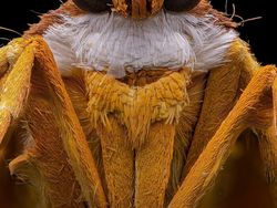 Karya Jawara Kontes Foto Close-Up Bikin Takjub