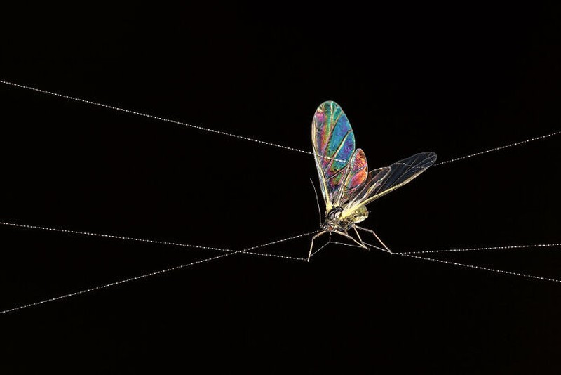 Close-up Photographer of the Year 2024