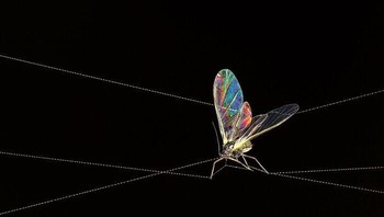 Tightrope Walker karya Sophie Mijnhout Foto: Close-up Photographer of the Year