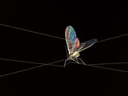 Karya Jawara Kontes Foto Close-Up Bikin Takjub