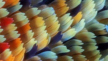 Kupu-Kupu Delias dizoom 20x karya Adalbert Mojrzisch Foto: Close-up Photographer of the Year