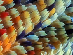 Karya Jawara Kontes Foto Close-Up Bikin Takjub