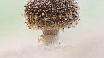 Jamur Pasir karya Jamie Spensley/ Foto: Close-up Photographer of the Year