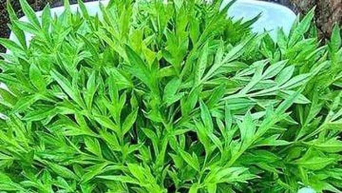 Daun Kenikir