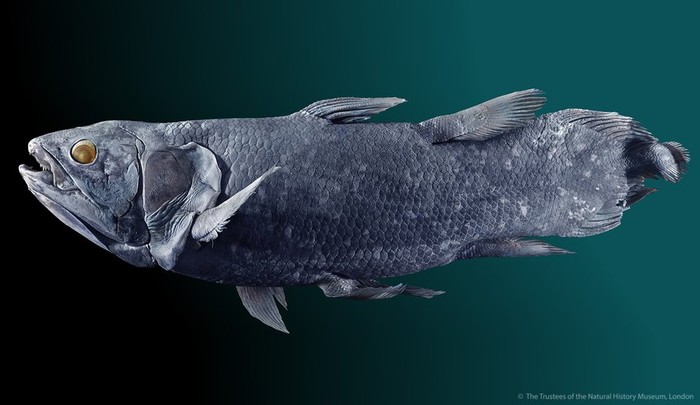 Sisa-sisa ikan besar berusia 380 juta tahun di Australia mengungkapkan hubungan menarik dengan coelacanth, fosil hidup yang masih berenang hingga saat ini.
