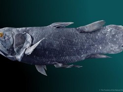 Ikan Purba Coelacanth Muncul di Gorontalo, Warga Heboh