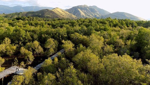 Hutan Mangrove Magelo’o di Desa Rejoroja, Kecamatan Magepanda, Kabupaten Sikka, NTT. (Instagram @ooz_gobang)