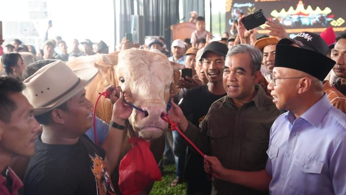 Ketua MPR Ahmad Muzani melelang sapi bobot 1 ton dan uangnya disumbangkan ke korban erupsi Gunung Lewotobi (dok.ist)