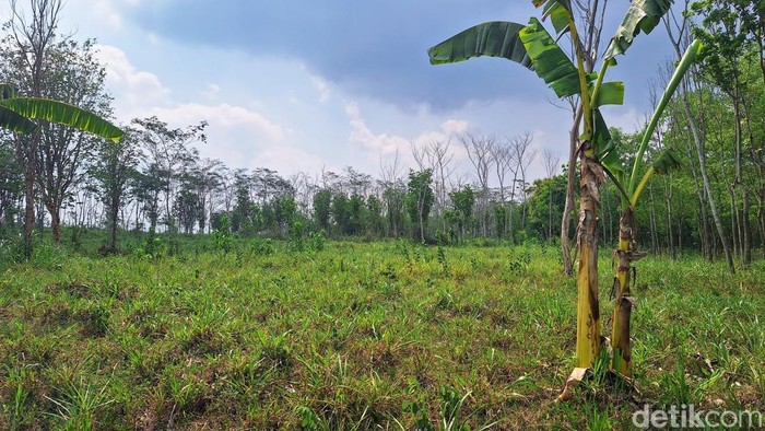Lahan di Bondowoso yang disiapkan untuk menanam jagung.