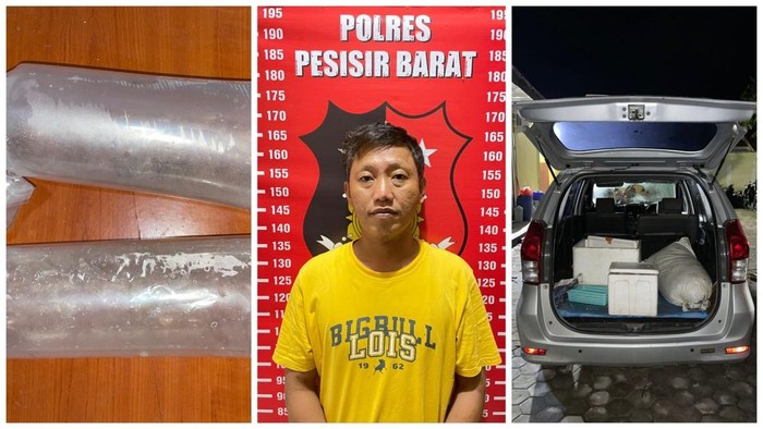 Pria di Pesisir Barat ditangkap polisi karena selundupkan benih lobster dan simpan sabu