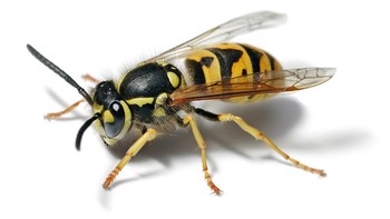 Yellow Jacket (Vespula). Tawon Yellow Jacket adalah beberapa tawon yang paling agresif dan bertanggung jawab atas sejumlah besar sengatan di seluruh dunia. Dikenali dari tubuh bergaris hitam dan kuning dan bentuknya yang kompak dan ramping, tawon ini cepat mempertahankan sarang mereka dan dapat menyengat beberapa kali karena sengatannya yang halus. Venom jaket kuning menyebabkan rasa sakit yang hebat. Bagi mereka yang alergi, bahkan satu sengatan dapat mengakibatkan reaksi parah atau kematian. Mereka sangat berbahaya di akhir musim panas dan musim gugur ketika koloni mereka terbesar - dan makanan menjadi langka - membuat mereka lebih defensif dan rentan terhadap serangan. Foto: Wikipedia