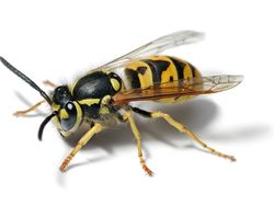 10 Tawon Paling Mengerikan di Dunia, Sengatannya Bisa Tewaskan Manusia