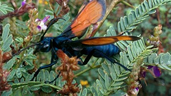 Tarantula Hawk (Pepsis formosa). Tawon Tarantula Hawk - tawon besar dan mencolok dengan tubuh metalik, biru-hitam dan sayap oranye terang - dikenal karena memberikan salah satu sengatan paling menyiksa di dunia serangga. Sebelumnya disebut tawon laba-laba, namanya diubah untuk mencerminkan mangsa utamanya: tarantula. Elang tarantula dewasa terutama memakan nektar, menjadikan mereka penyerbuk yang efektif, meskipun mereka dikenal karena berburu tarantula untuk menyediakan makanan bagi anak-anak mereka. Tawon betina melumpuhkan tarantula dengan sengatan mereka, lalu menyeret laba-laba ke liang dan bertelur di atasnya, memastikan larva mereka memiliki sumber makanan hidup. Meskipun sengatan mereka biasanya tidak fatal bagi manusia, itu secara luas dianggap sebagai salah satu sengatan serangga yang paling menyakitkan di planet ini. Foto: Wikipedia