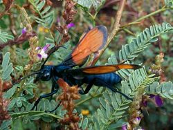 10 Tawon Paling Mengerikan di Dunia, Sengatannya Bisa Tewaskan Manusia