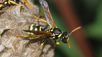 Paper Wasp (Polistes). Adalah tawon sosial yang ramping, biasanya dengan tubuh coklat kemerahan atau hitam dan tanda kuning. Tawon sosial ini membangun sarang terbuka berbentuk payung yang terbuat dari bahan seperti kertas, sering ditemukan di bawah atap atau di area terlindung. Meskipun umumnya kurang agresif daripada jaket kuning, Paper Wasp akan menyengat jika mereka merasa sarang mereka terancam, dan sengatan mereka bisa sangat menyakitkan. Racun dari sengatan tawon kertas dapat menyebabkan reaksi alergi pada beberapa individu, yang menyebabkan pembengkakan, rasa sakit dan, dalam kasus yang parah, anafilaksis. Foto: Wikipedia
