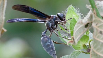 Warrior Wasp (Synoeca). Tawon prajurit, dapat dikenali dari tubuh biru tua dan metaliknya, terkenal karena sengatannya yang intens dan taktik pertahanan yang agresif. Mereka mendapatkan nama mereka dari suara drum yang mereka buat, berirama memukul perut mereka secara serempak untuk memperingatkan potensi ancaman - perilaku yang mengintimidasi dan unik. Sengatan mereka sering dibandingkan dengan semut peluru, memberikan rasa sakit yang ekstrem, terbakar, dan bengkak. Mampu menyengat beberapa kali, tawon prajurit menyuntikkan racun yang dapat menyebabkan ketidaknyamanan yang berkepanjangan, menjadikan mereka salah satu serangga penyengat yang paling ditakuti Foto:  iNaturalist