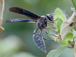 10 Tawon Paling Mengerikan di Dunia, Sengatannya Bisa Tewaskan Manusia