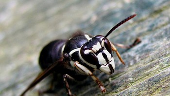 Bald-faced Hornet (Dolichovespula maculata). Terlepas dari namanya, Bald-faced Hornet sebenarnya adalah jenis yellow jacket. Tawon yang mencolok ini berwarna hitam dengan tanda putih yang khas di wajah dan perut mereka, memberi mereka penampilan berwajah botak. Dikenal karena sifat agresifnya, lebah ini akan dengan keras mempertahankan sarang mereka yang besar seperti kertas, sering dibangun tinggi di pohon. Sengatan mereka menyakitkan, dan racun mereka dapat menyebabkan pembengkakan, gatal, dan bahkan reaksi alergi sistemik pada beberapa orang. Tidak seperti lebah, lebah berwajah botak dapat menyengat beberapa kali, dan perilaku pertahanan mereka yang berkerumun membuat mereka sangat berbahaya dalam jumlah. Foto: Wikipedia